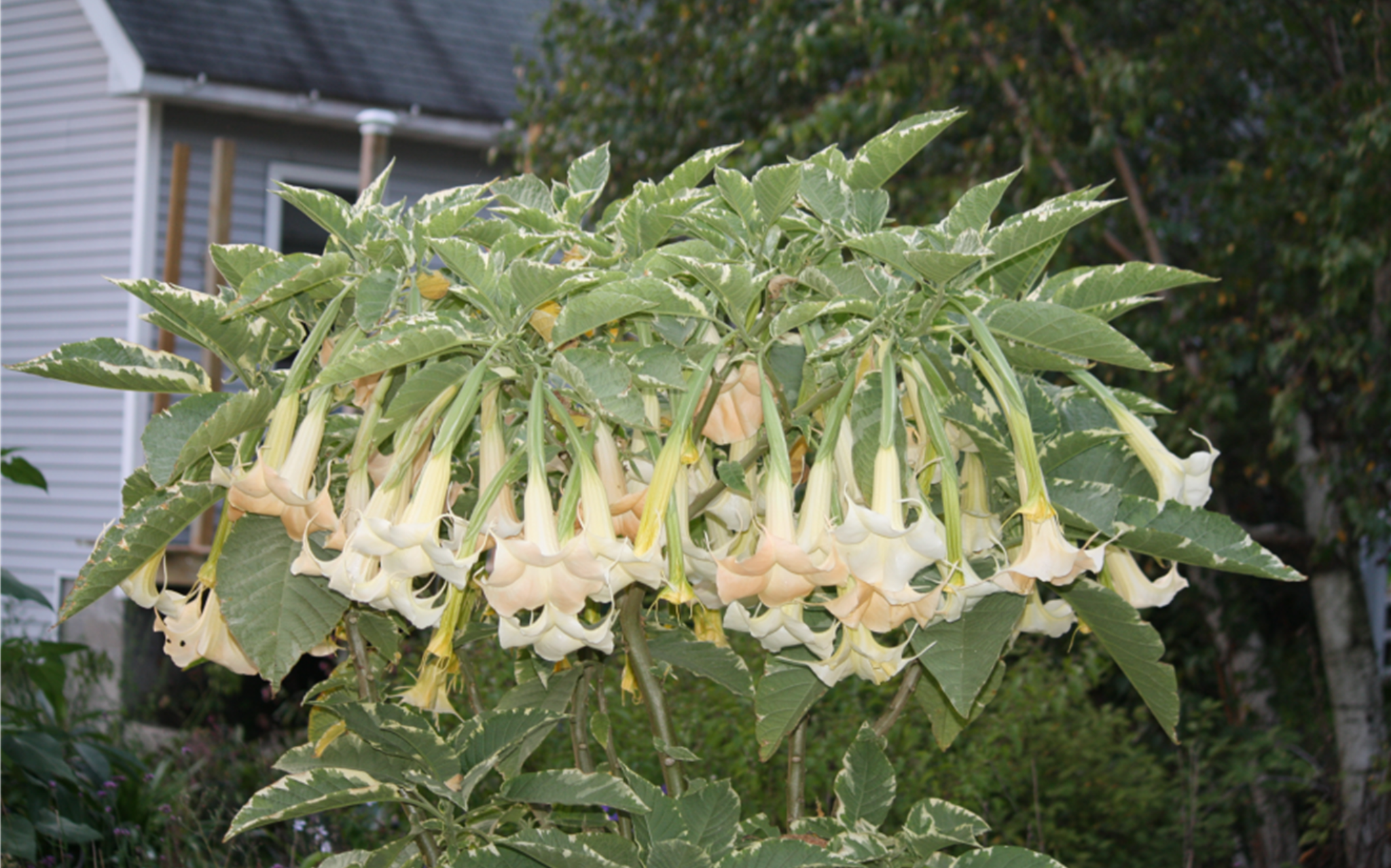 Variegated Brugmansia in bloom