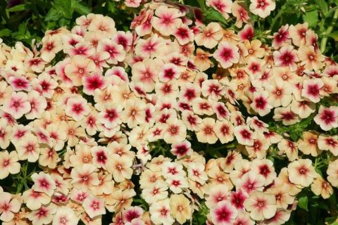 Annual Phlox Cherry Caramel